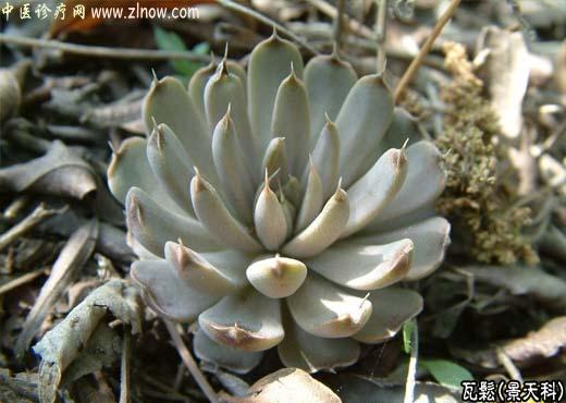 【中医诊疗网】:瓦松