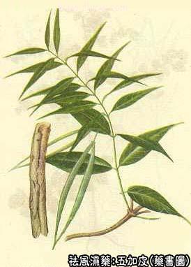 五加皮的中药书图