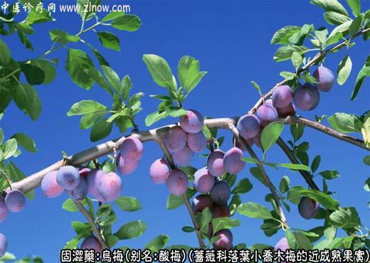 乌梅图片