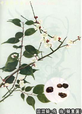 乌梅的中药书图