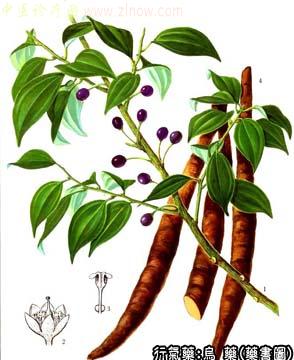 乌药的中药书图