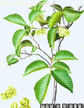 芜荑的中药书图