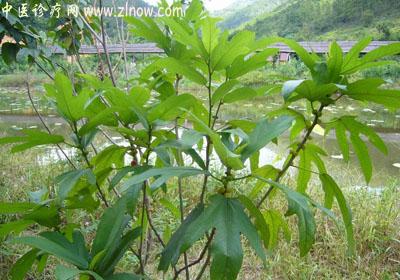 【中医诊疗网】:五爪龙