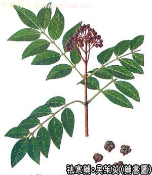 吴茱萸的中药书图