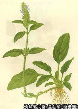 夏枯草的中药书图