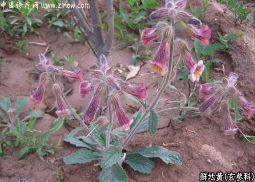 【中医诊疗网】:鲜地黄