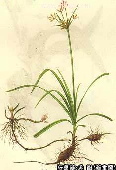 香附的中药书图