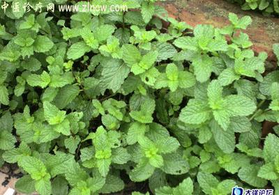 【中医诊疗网】：香花菜