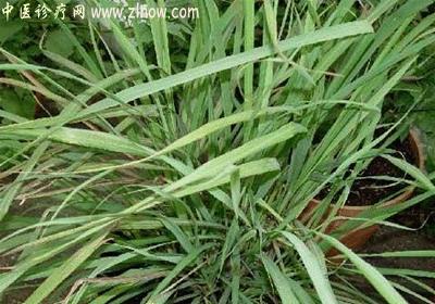【中医诊疗网】:香茅
