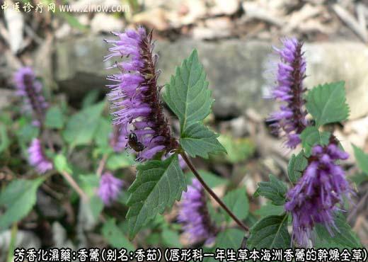 香薷图片