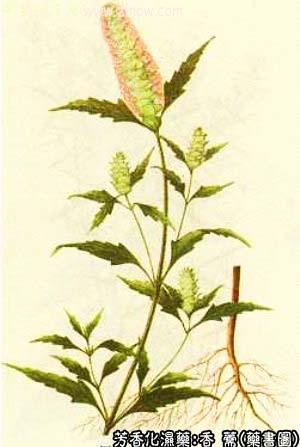 香薷的中药书图