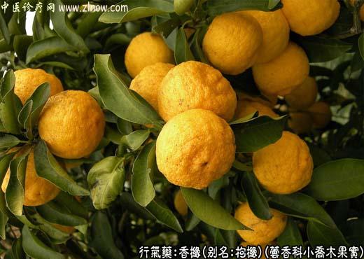 中草药名称：香橼