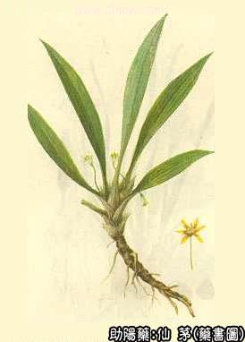 仙茅的中药书图