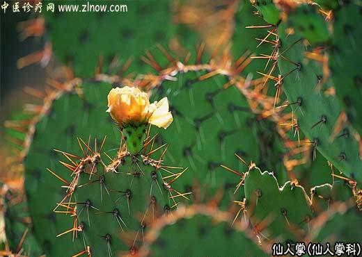 【中医诊疗网】：仙人掌