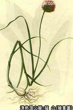 薤白的中药书图