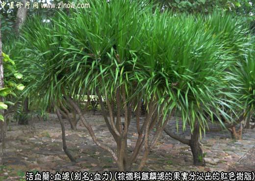 血竭图片