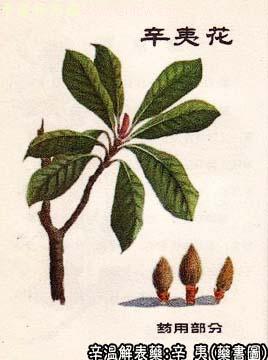 辛夷的中药书图