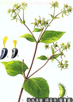 豨莶草的中药书图