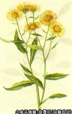 旋覆花的中药书图