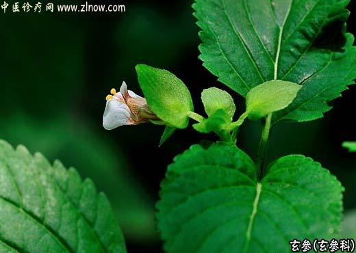 【中医诊疗网】：玄参