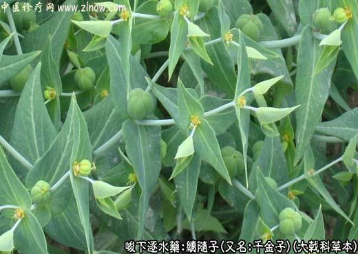 【中医诊疗网】：续随子