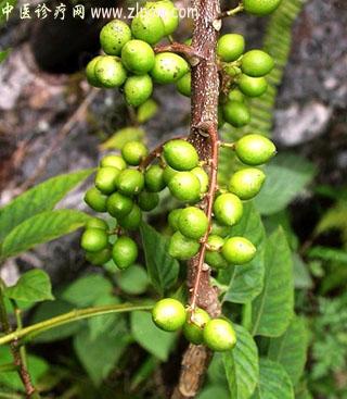 【中医诊疗网】：鸦胆子
