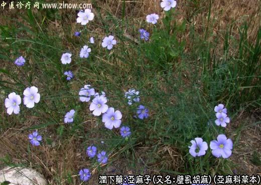 【中医诊疗网】:亚麻子