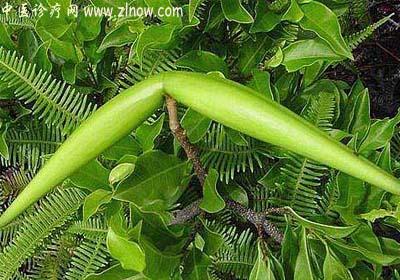 【中医诊疗网】：羊角柳