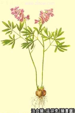 延胡索的中药书图