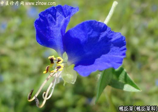 【中医诊疗网】：鸭跖草