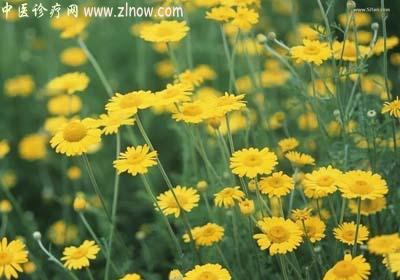 【中医诊疗网】：野菊花