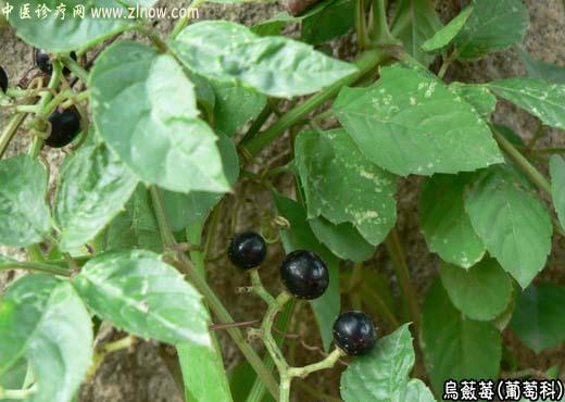 【中医诊疗网】:乌蔹莓