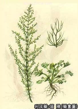 茵陈的中药书图