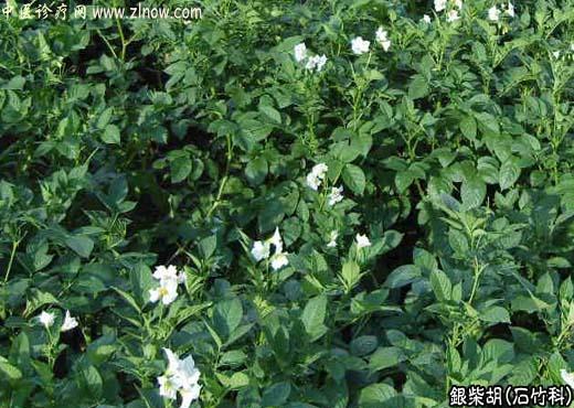 【中医诊疗网】：银柴胡(牛肚根)【石竹科】