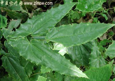 【中医诊疗网】：淫羊藿