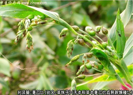 薏苡仁图片