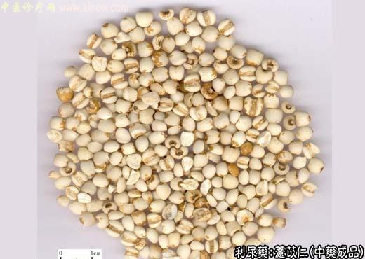 薏苡仁的中药成品图片