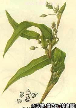 薏苡仁的中药书图