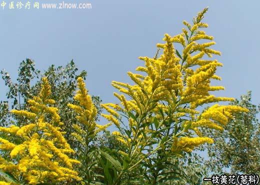 【中医诊疗网】：一枝黄花