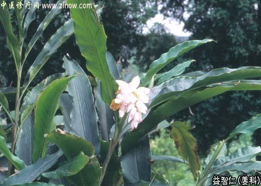 【中医诊疗网】:益智仁