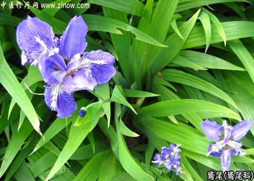 【中医诊疗网】:鸢尾