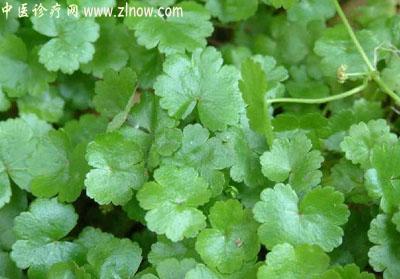 【中医诊疗网】:盘上芫荽