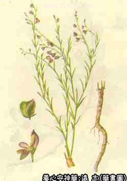 远志的中药书图