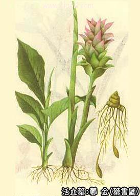 郁金的中药书图