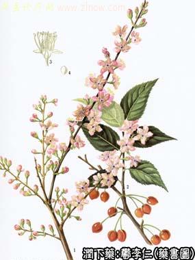 郁李仁的中药书图