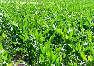 中药材天地网【中医诊疗网】_粟米须(中药材植物名:玉蜀黍)(植物科目:禾本科)