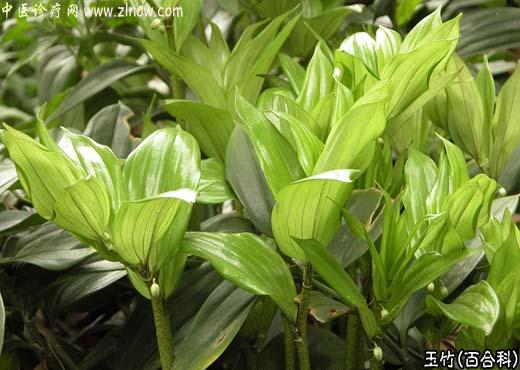 【中医诊疗网】：玉竹