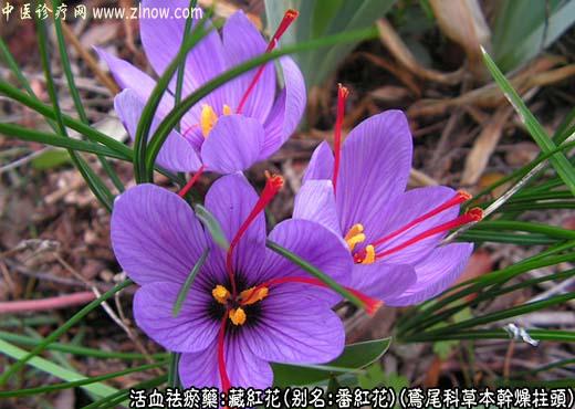 【中医诊疗网】:藏红花
