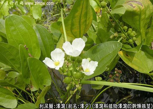 泽泻图片
