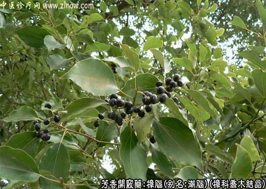【中医诊疗网】：樟脑